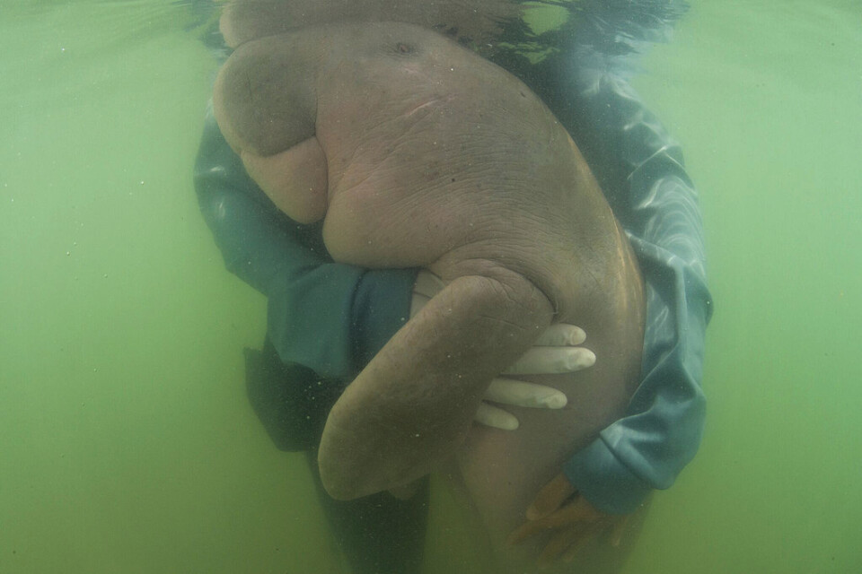 En marinbiolog ger den föräldralösa Mariam en kram. Arkivbild.