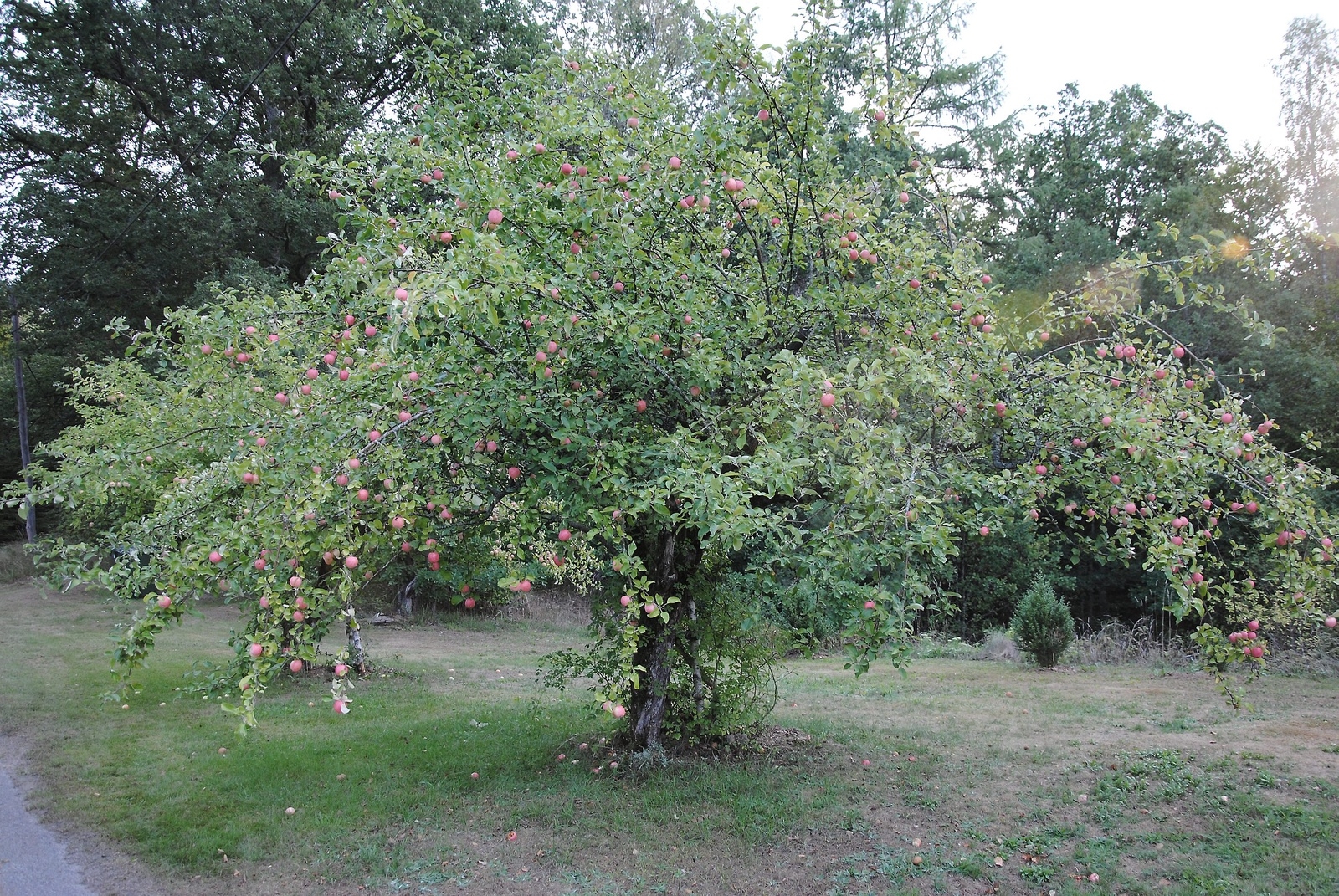 Äppelträdens grenar dignar av frukt i år. FOTO: SUSANNE GÄRE