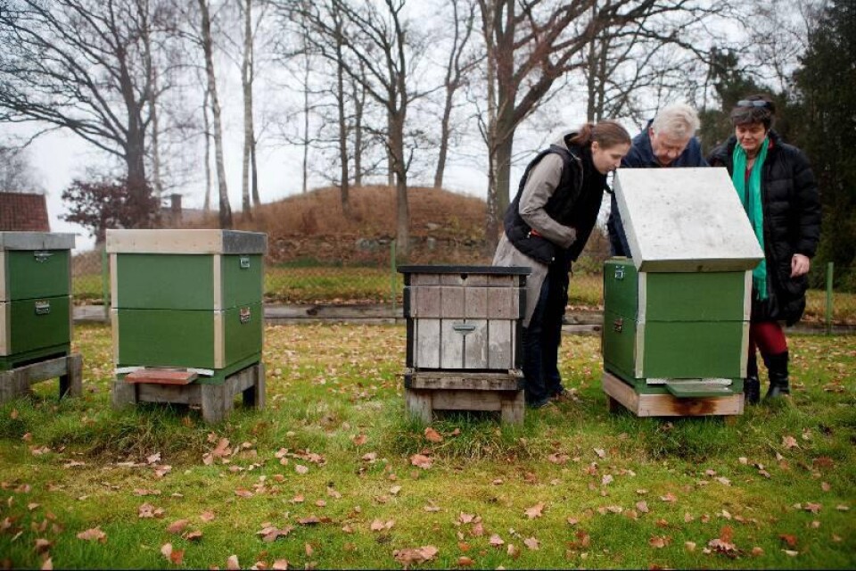 Inspektion. Till våren kan de här bina komma att placeras ut runt om i Hässleholm. Sofi Holmgren och Stina Lindén inspekterar hur bina har det i Erling Anderssons kupor.