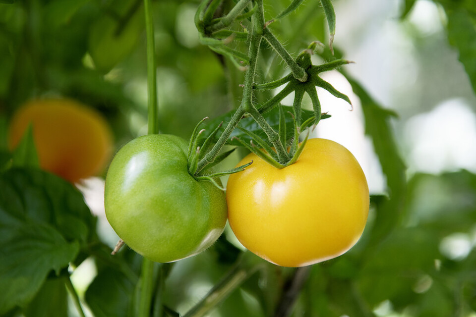 Tomater – en gröda som kan odlas ekologiskt i växthus. Arkivbild.