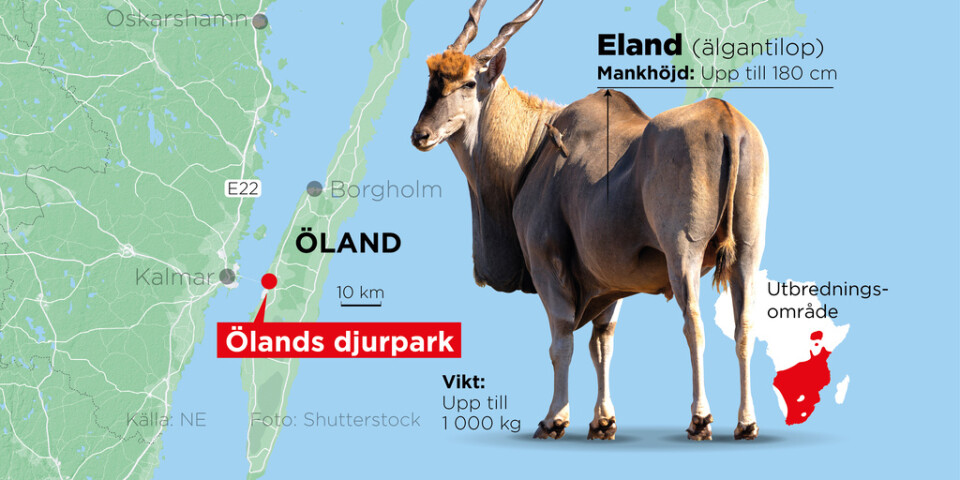 En anställd på Ölands djurpark stångades ihjäl av en elandantilop.