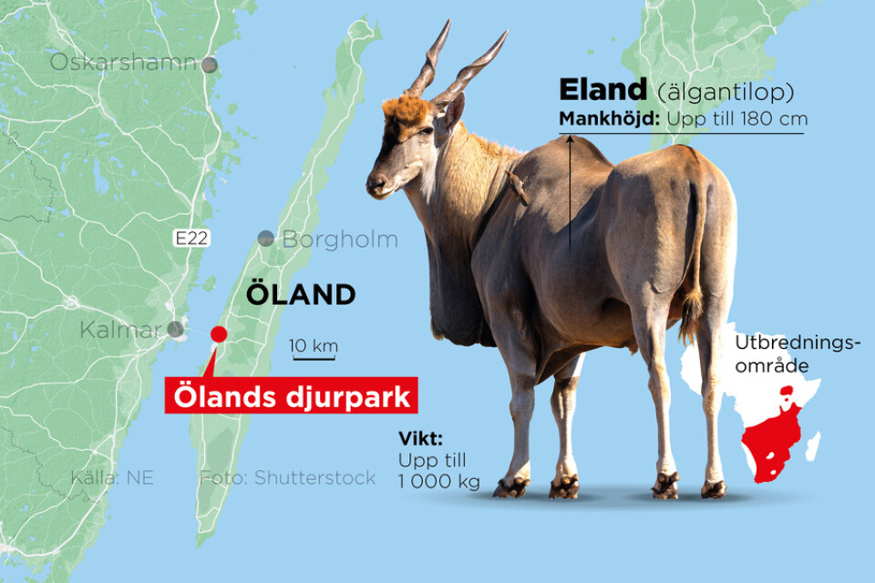 En anställd på Ölands djurpark stångades ihjäl av en elandantilop.