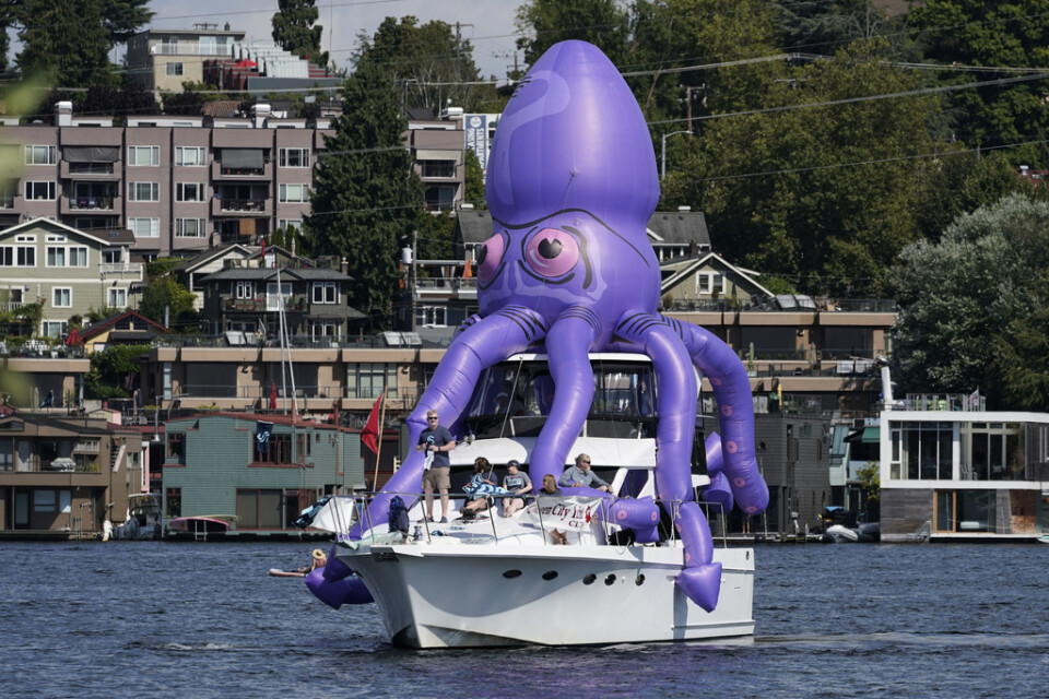 En bläckfiskliknande varelse, så kalkad kraken, blir Seattles klubbnamn och symbol. Här laddar supportrar i Seattle inför expansionsdraften.