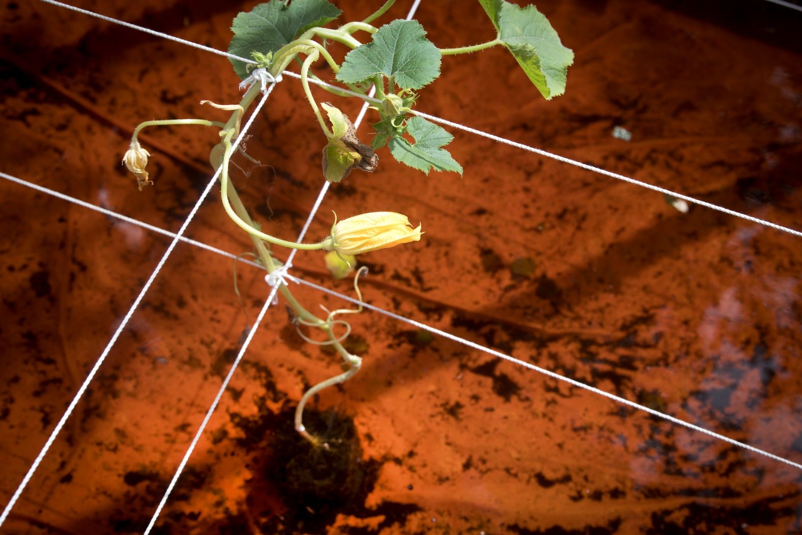 Nässelfrossan 2018 Det kallas hydroponisk odling och innebär att man odlar helt utan jord. Under måndagen kunde nyfikna lära sig mer vid Södersjön vid
Kyrkhult
 trädgårdsmästaren Zead Hasan