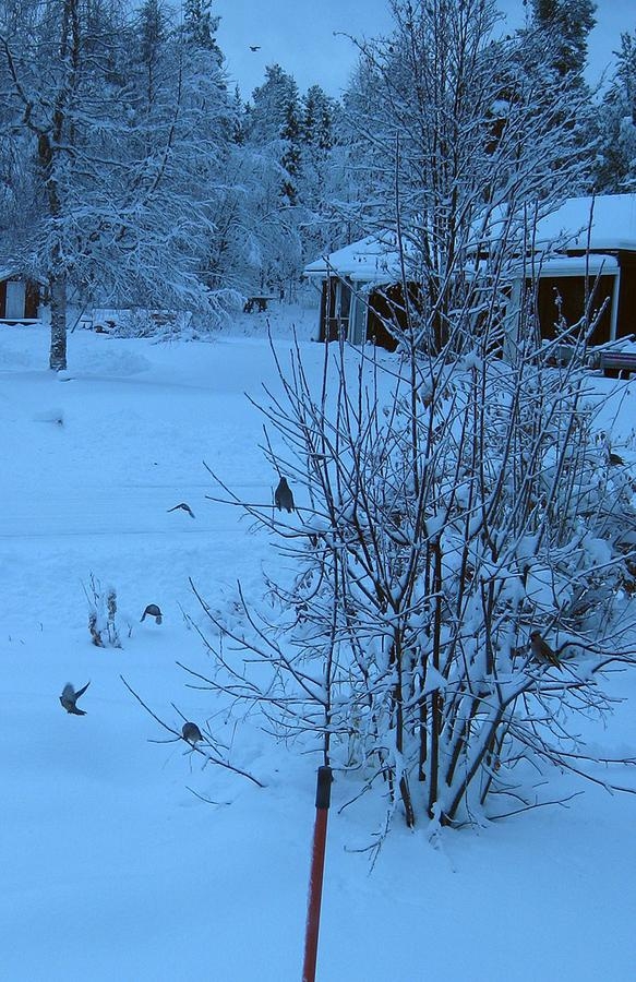 Sidensvansar kommer och hälsar på i Arjeplog när snön har lagt sig. Foto: Christina Backlund