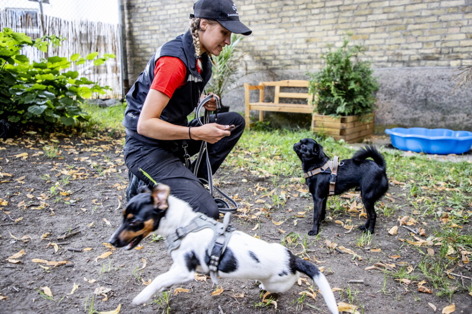 Amanda Skarstedt som är dagisfröken på Göteborgs hunddagis uppger att söktrycket ökat. "Vanligtvis gör vi inskolningar med två hundar per vecka, men nu är det högtryck så vi har tagit in extra personal och har fyra-fem hundar på inskolning samtidigt", säger hon.