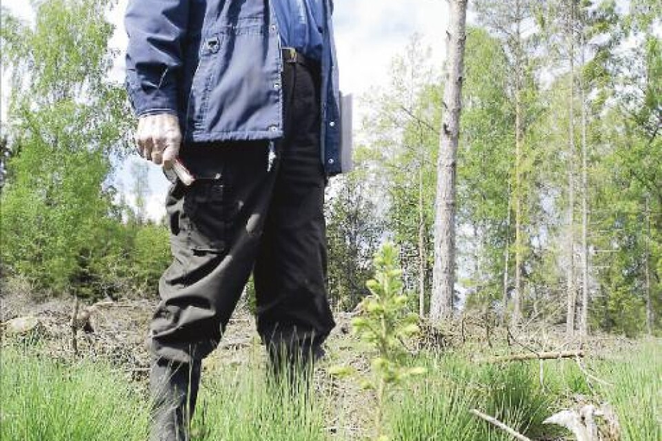 Framtidens skog har redan satts på Torpa Norregårds stormhyggen. Alrik Karlsson har lärt att de små granarna tar sig bäst om markberedning och plantering görs så fort som möjligt efter avverkning. Foto: Ingemar Kroon