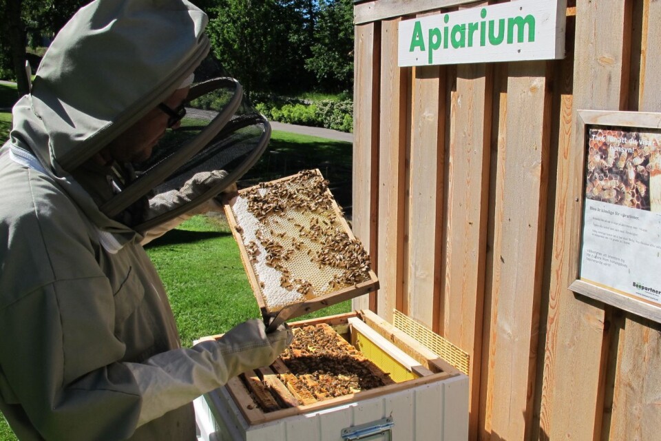 Exempel på hur en bikupa i ett bostadsområde kan se ut. Apiarium betyder bikupa på latin.