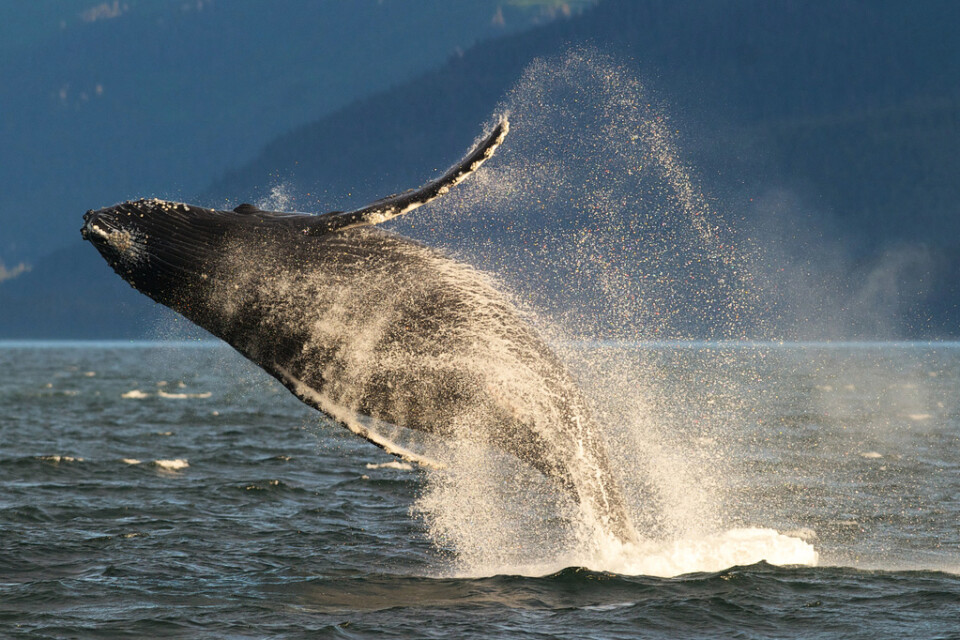 Knölval i havet utanför södra Alaska. Knölvalen har kommit tillbaka starkt på senare år.