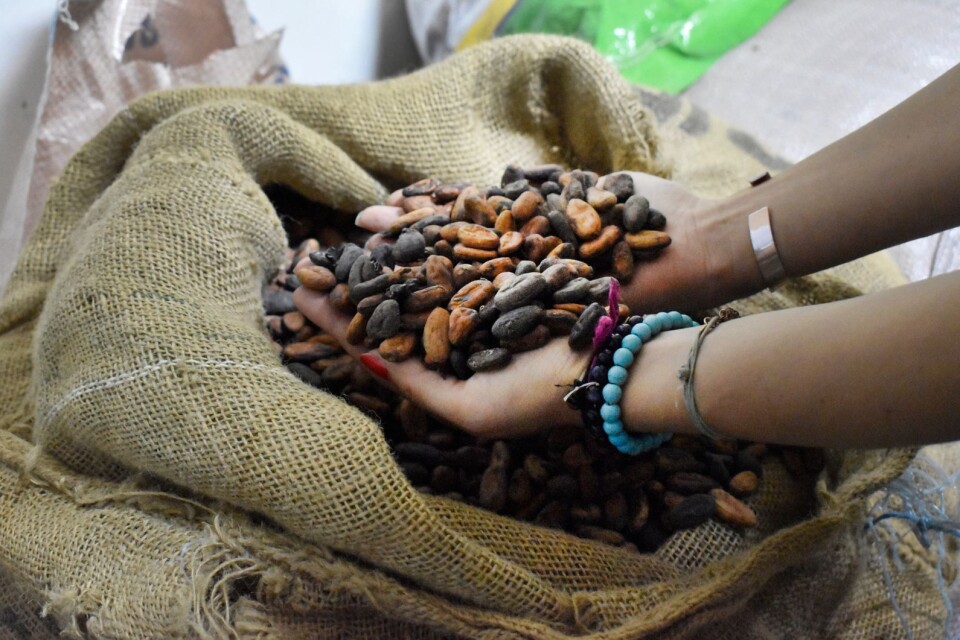 I Elfenbenskusten och Ghana arbetar närmare 1,6 miljoner barn i åldern 5–17 år inom kakaobranschen, skriver Maria Wilhelms.
