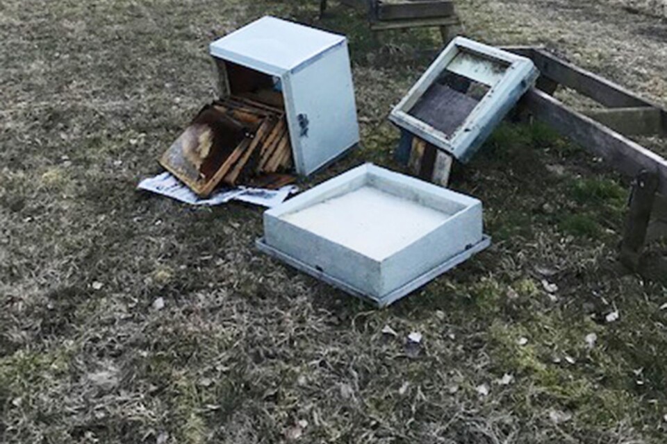 Fem bikupor vandaliserades. Biodlare Nils Thuresson får nu gräva ner bina.