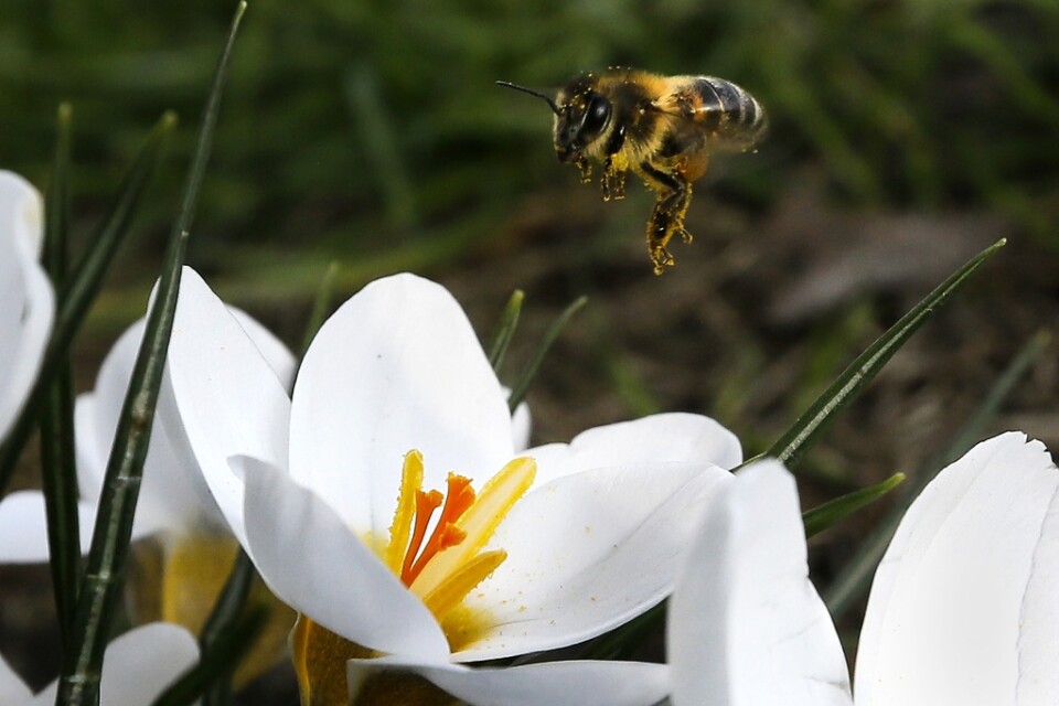 Ett bi hovrar över en blomma i en park i Westminster i London. Arkivbild.