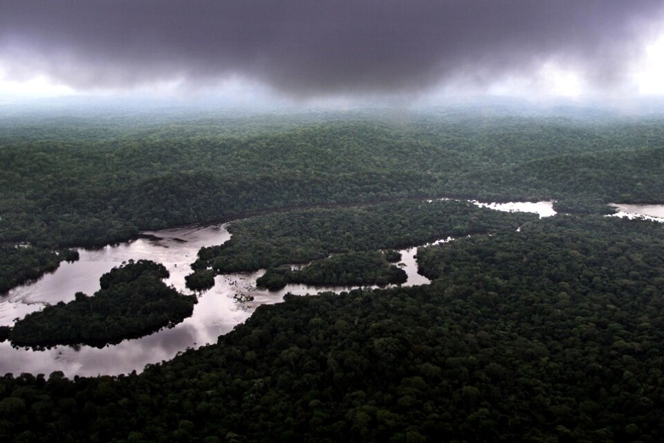 Regnskog i Gabon, Afrika. Arkivbild.