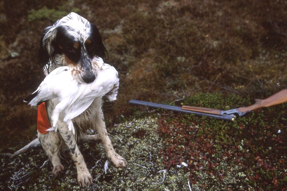 Hundar får varken jaga eller jaktträna efter vildsvin eller älg enligt länsstyrelsen Skåne. Foto: TT