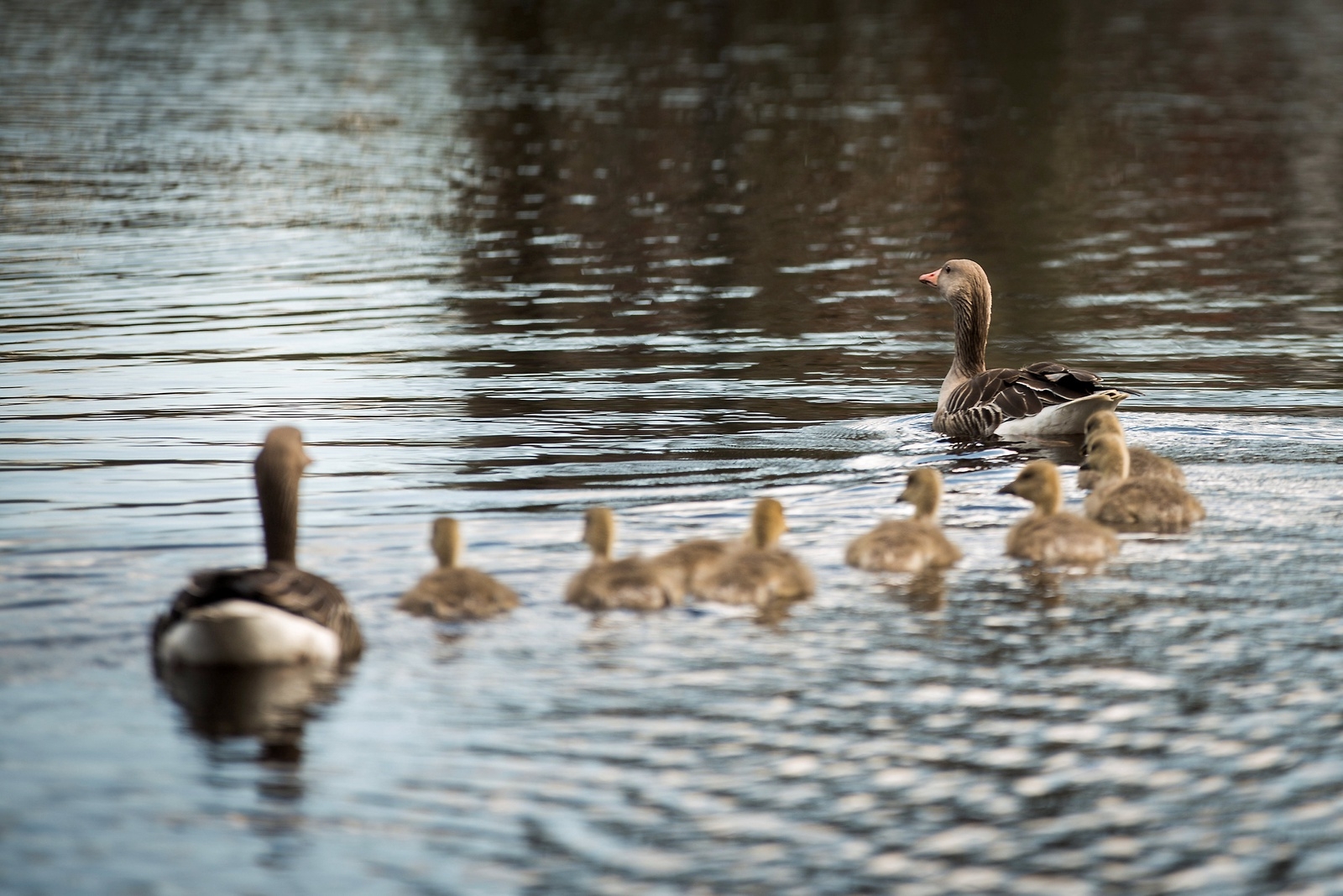 I Verktygsdammen i Tyringe simmar ankorna med ungar.