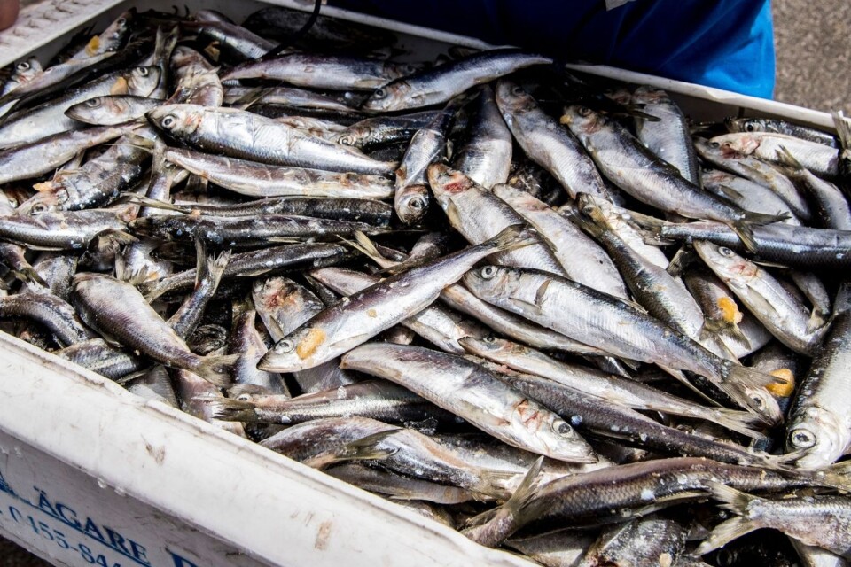 ”Genom att arbeta för ett miljömässigt hållbart fiske försöker vi på MSC göra vad vi kan för att säkra livet i haven”.