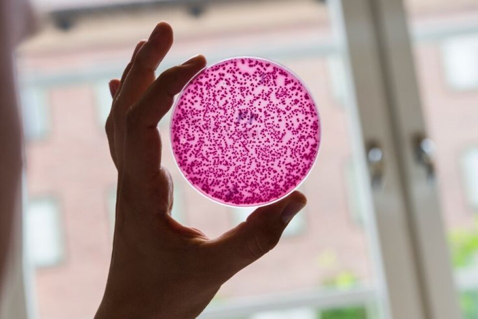 Sten Björk (S), skriver om resistenta bakterier.