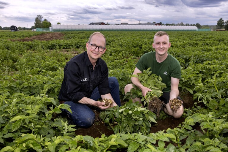 Familjen Axelsson är specialister på potatis: ”Viktigt att hela tiden ligga i framkant”