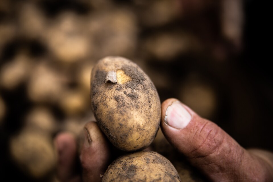 Lite för tidigt att skörda när skalet på några potatisar lossnar.