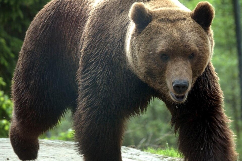 Forskare vid Sveriges lantbruksuniversitet (SLU) vill skjuta bort björn för att rädda renkalvarna. Förslaget får stöd i Norrbotten, där Udtja sameby och Gällivare skogssameby har deltagit i ett forskningsprojekt där man med SLU och Skandinaviska björnpr