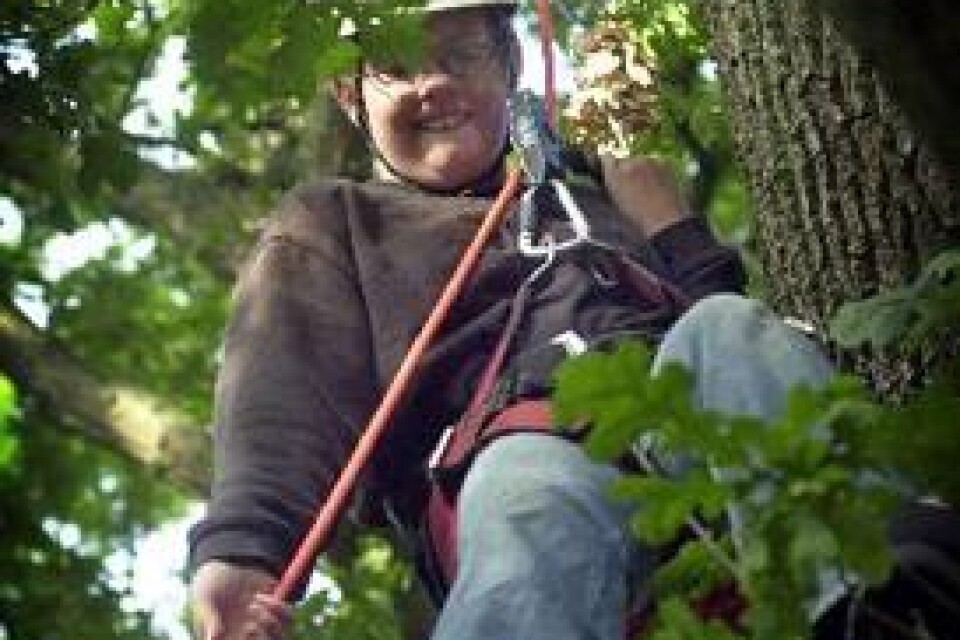 Johanna Stjärnfäldt från Läredaskolan som tidigare prövat på väggklätning, tyckte det var häftigt med klättring i stora eken.BILDER: WILLY ALM