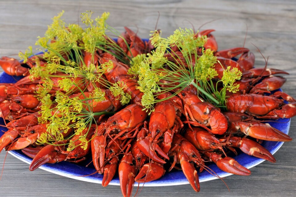 Crayfish are boiled with lots of dill flowers. Have some toast with them.