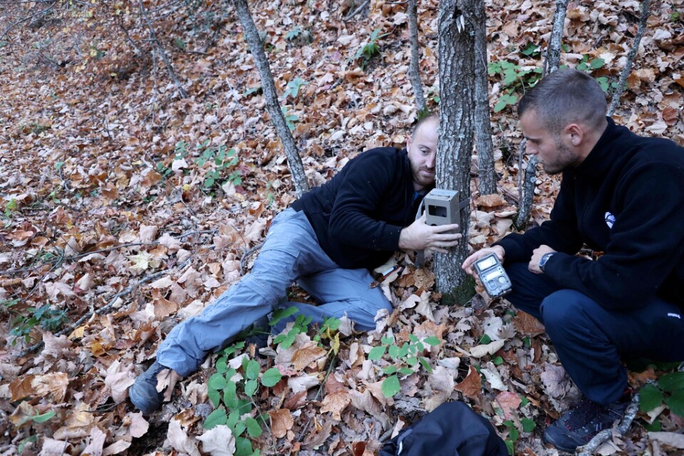 Ilir Shyti och Melitjan Nezaj fäster en automatiserad kamera på ett träd.