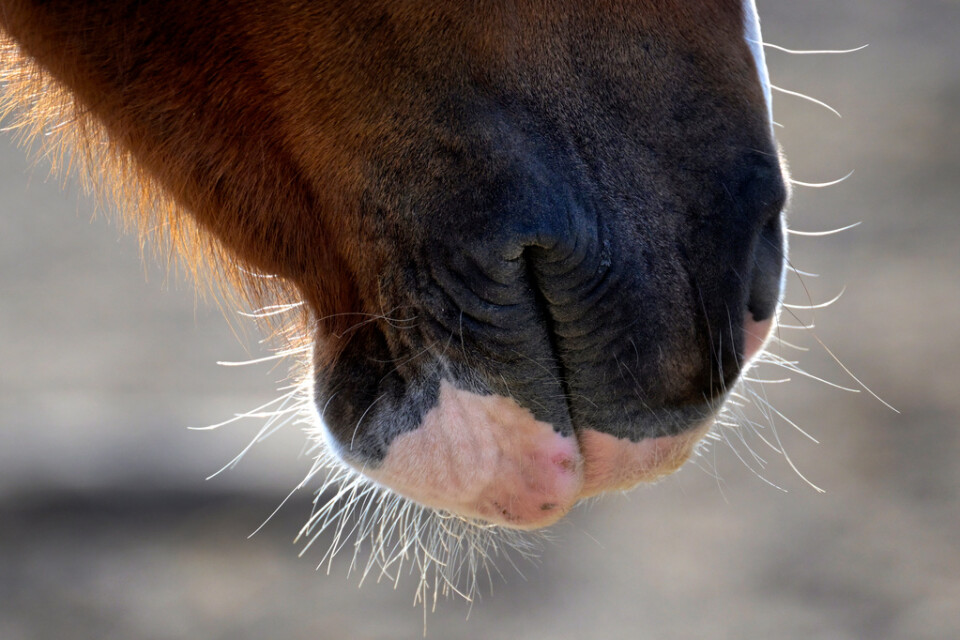 En häst dog och flera utsattes för lidande av en veterinär. Arkivbild.