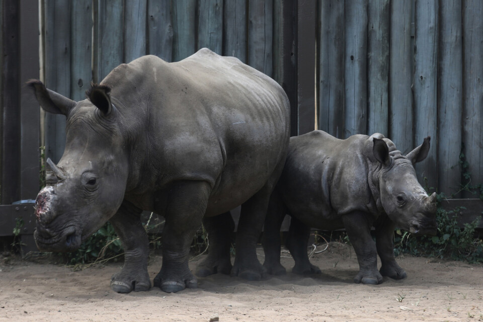 En noshörningsunge tillsammans med sin stympade mor. Bilden är från Sydafrika, där djuren till stor del jagas på grund av efterfrågan på noshörningshorn i just Vietnam. Arkivbild.