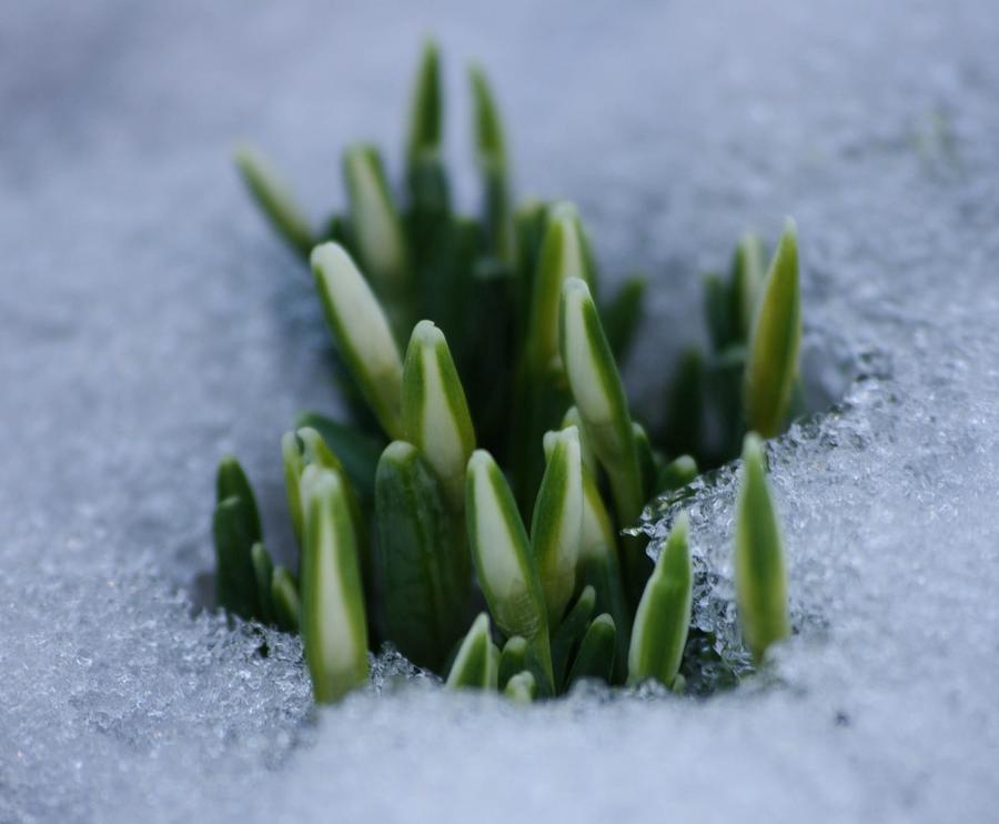 Våren i Upptröst. Nu kommer våren genom snön. Foto: Jan-Erik Wettermark