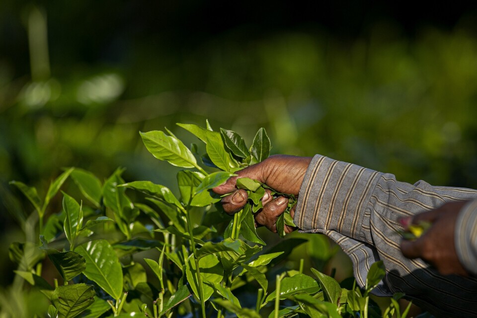 Indisk teproduktion har fått nya utmaningar i form av coronapandemin. Arkivbild.