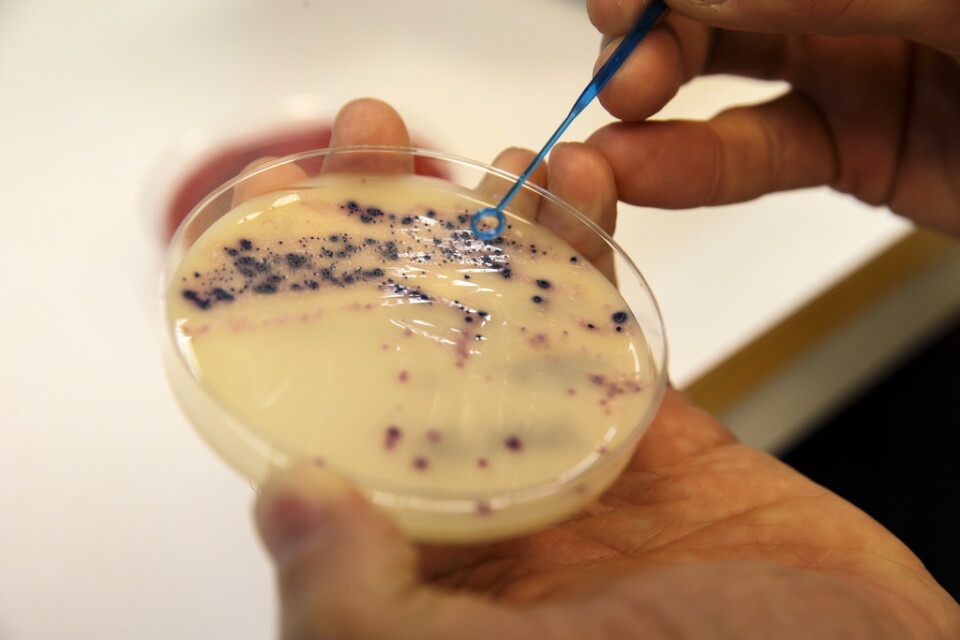 Antibiotikaresistenta bakterier undersöks. Arkivbild.