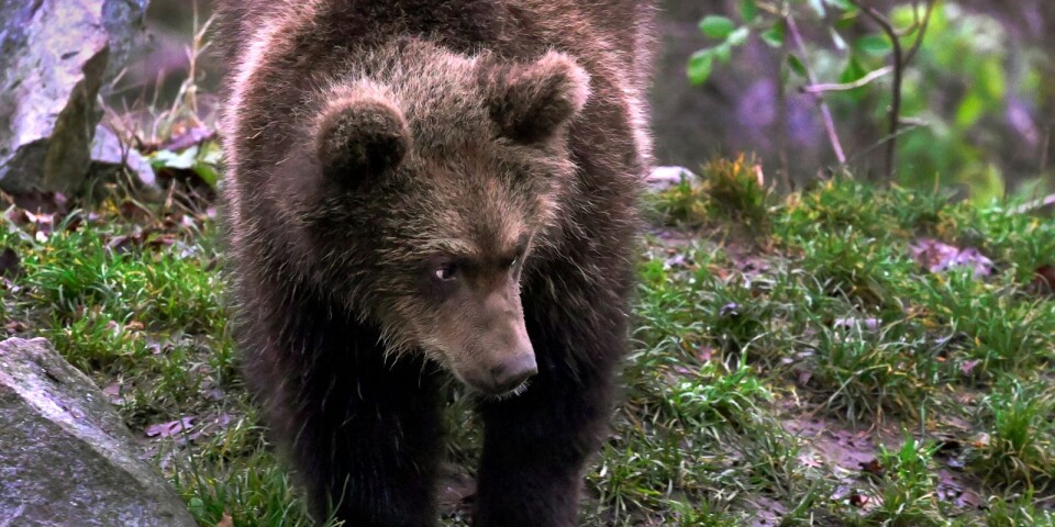 När ryska björnen står i farstun
