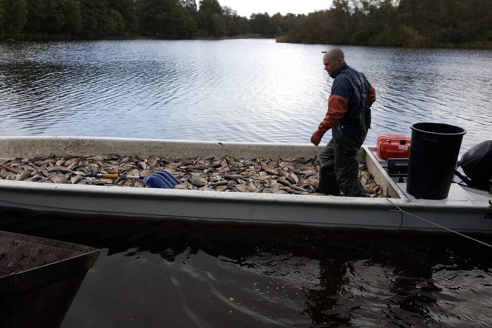 Det var Jesper Björk Rengbrandt från Klara Vatten som utförde reduktionsfisket i Bälingesjön. Foto: Anders Svensson