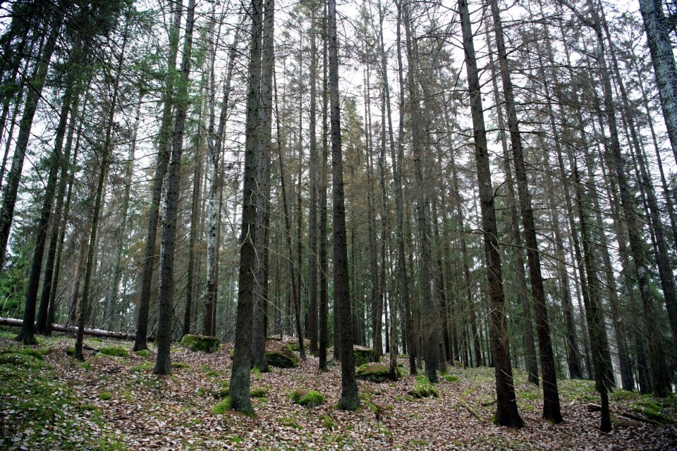 "Hela skogsbranschen förtjänar en eloge för deras samhällsviktiga bekämpningsinsatser, trägen vinner så kämpa på.”