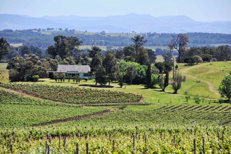 En vingård i Hunter Valley i Australiska New South Wales. Arkivbild.