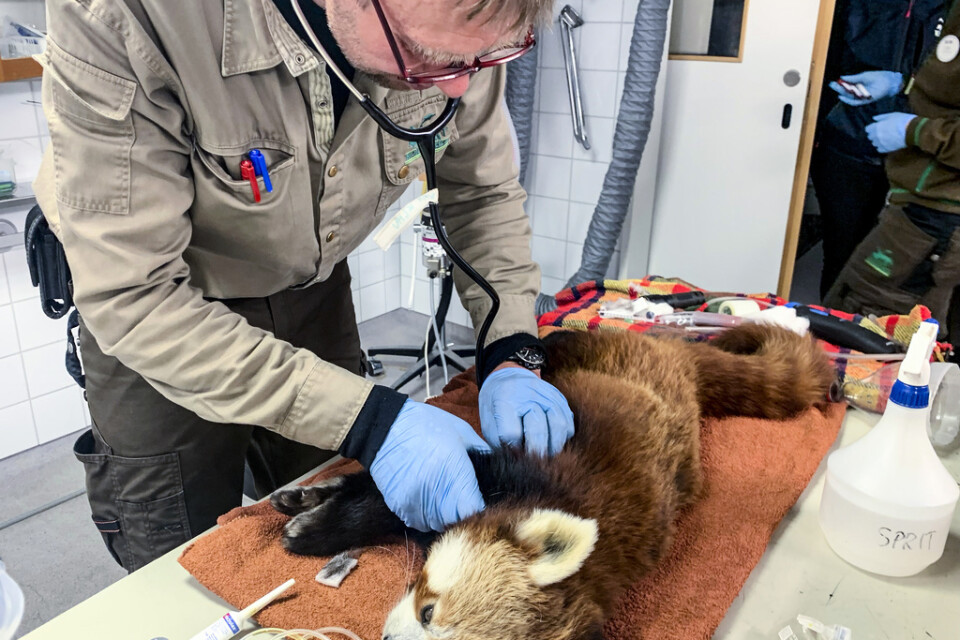 Pandan Arjuns flykt slutade som nedsövd på Kolmårdens veterinärklinik.