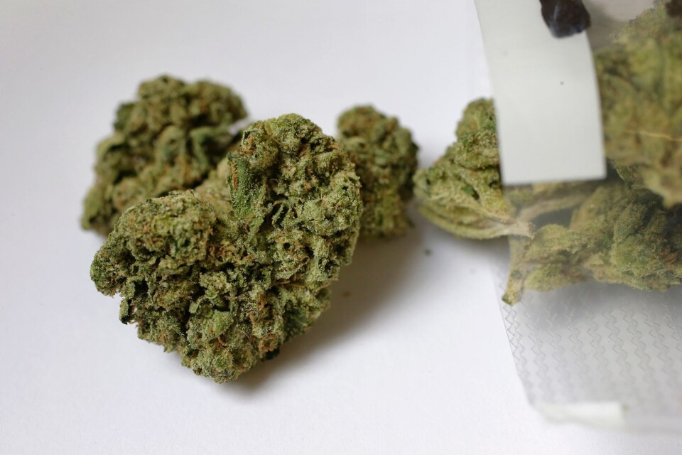 Polis grep en man som luktade cannabis. Det visade sig att han hade på sig så mycket cannabis att polisen tror att han tänkte sälja det vidare.