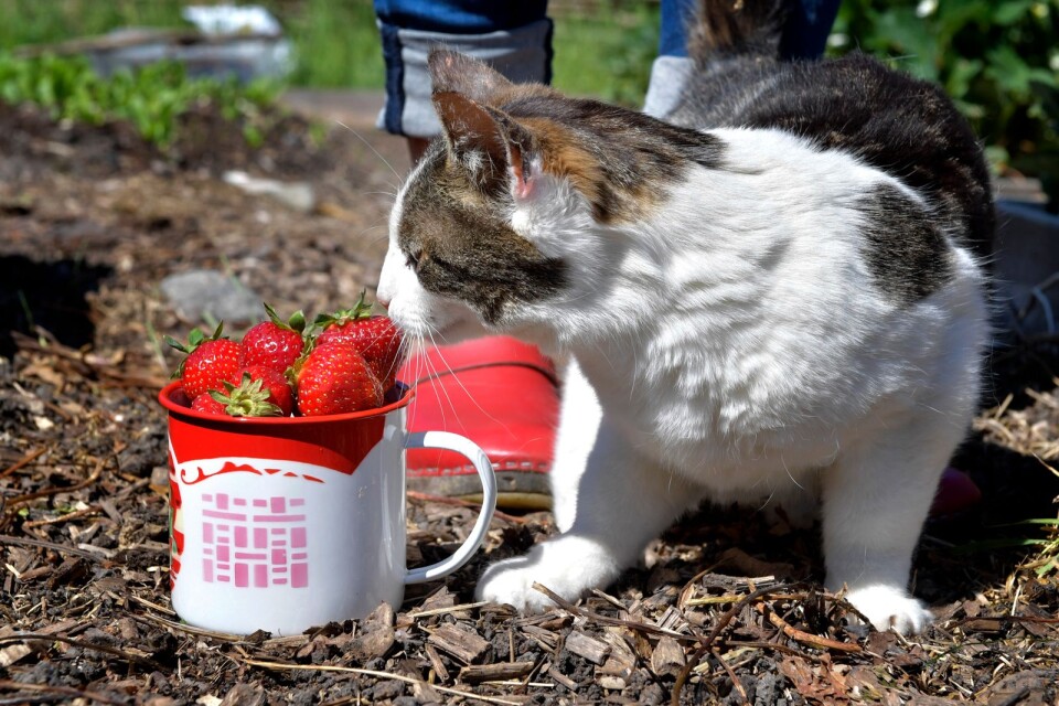 Skribenten är trött på besök av oinbjudna katter i sin trädgård.