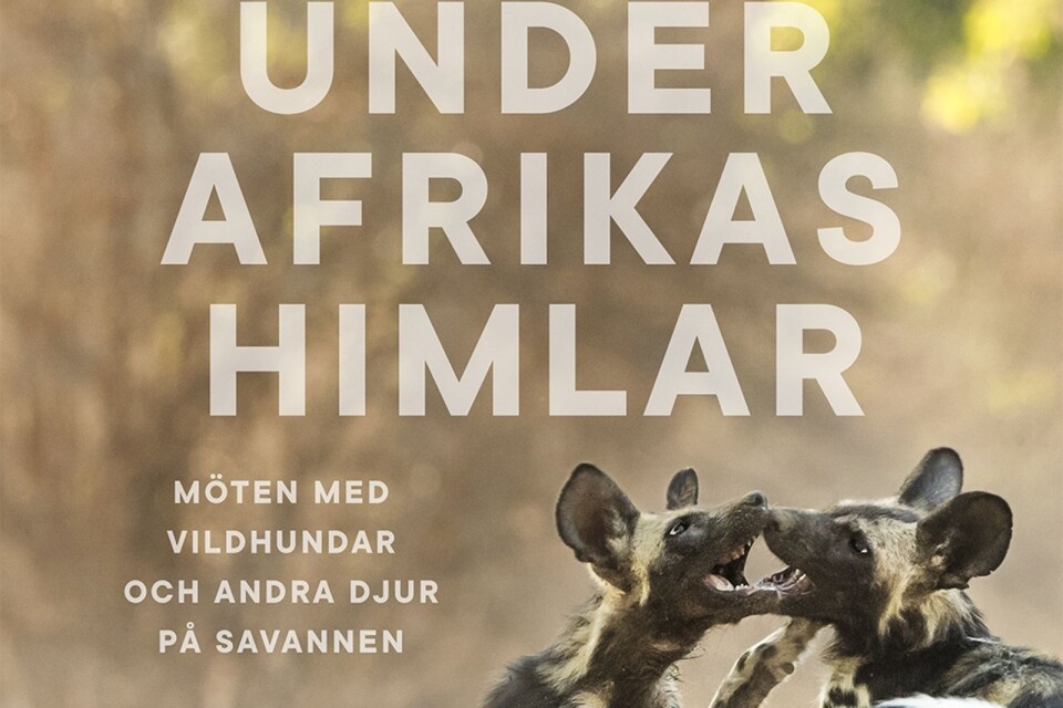 Årets Pandabok 2019, Under Afrikas himlar, Brutus Östling, Akademibokhandeln, 399 kr.