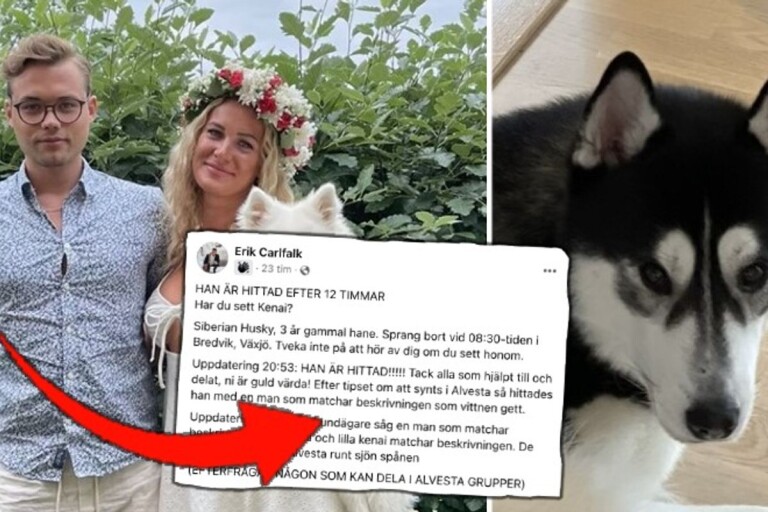 Eriks hund blev bortrövad i Växjö – hittades i Alvesta: ”Jag är fortfarande i chock”