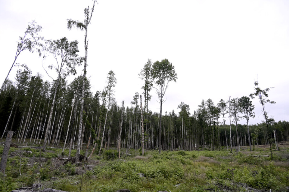 Mer avverkad skog kan bli en följd av EU:s förnybarhetsdirektiv, enligt kritiker. Arkivbild.