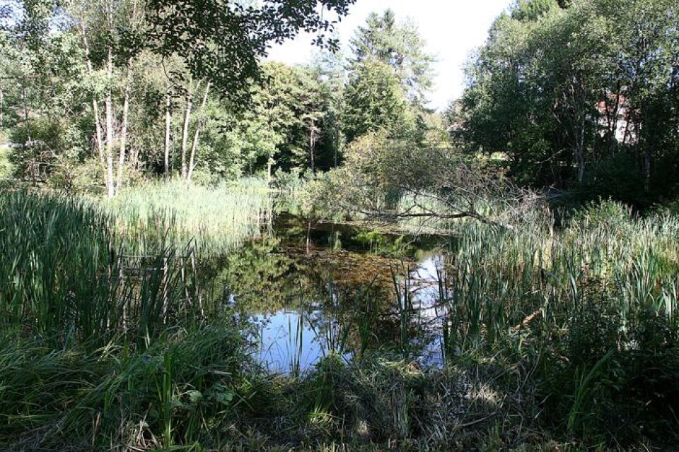 I dammen vid Bollebygdsskolan finns paddor och grodor.