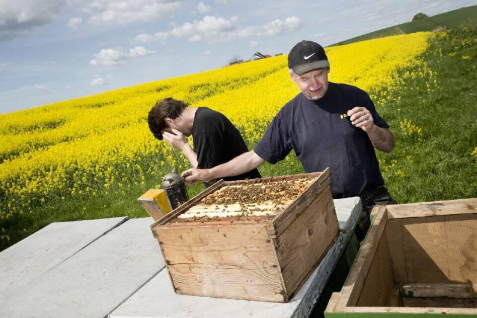 Ingen bisyssla. Stefan Hellichius och Ingvar Persson på Kragholms honung kollar av honungsproduktionen. "Nu hoppas vi på soliga dagar så att bina flyger ut och arbetar", säger Stefan Hellichius.