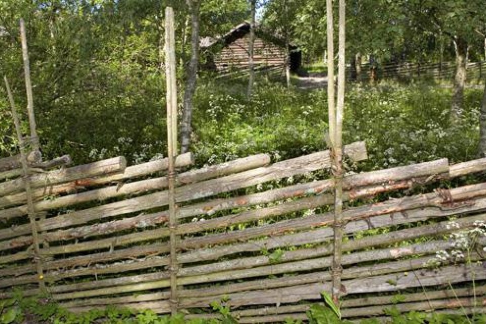 Gärdsgården är ett typ av stängsel som har gamla anor. Ett tag var det traditionella staketet på utdöende men på senare år har det blivit populärt igen. Bild: Kerstin Carlsson/Scanpix