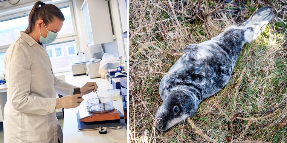 Hälsofarlig plast i sälar kartläggs för ett renare Östersjön: ”Lärt oss mycket”