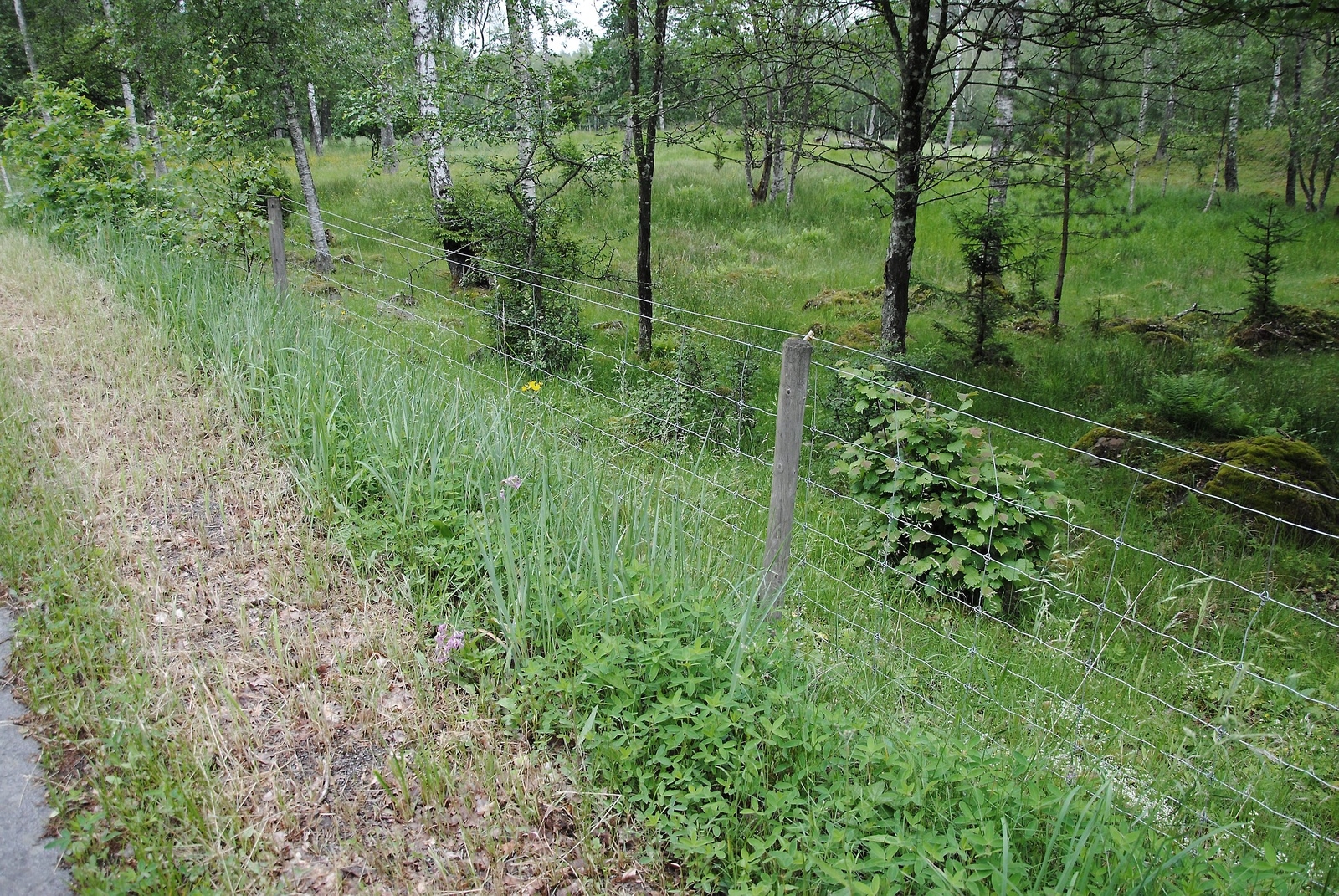 Staketet som Ingvar Nilsson har satt vid vägkanten gör att en del av vägkantens flora bevaras.    Foto: Maja Ögren Andersson