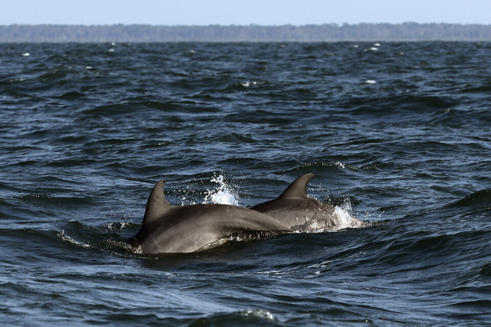 Flera tusen av Svarta havets delfiner uppskattas ha dött sedan kriget i Ukraina bröt ut. Arkivbild.