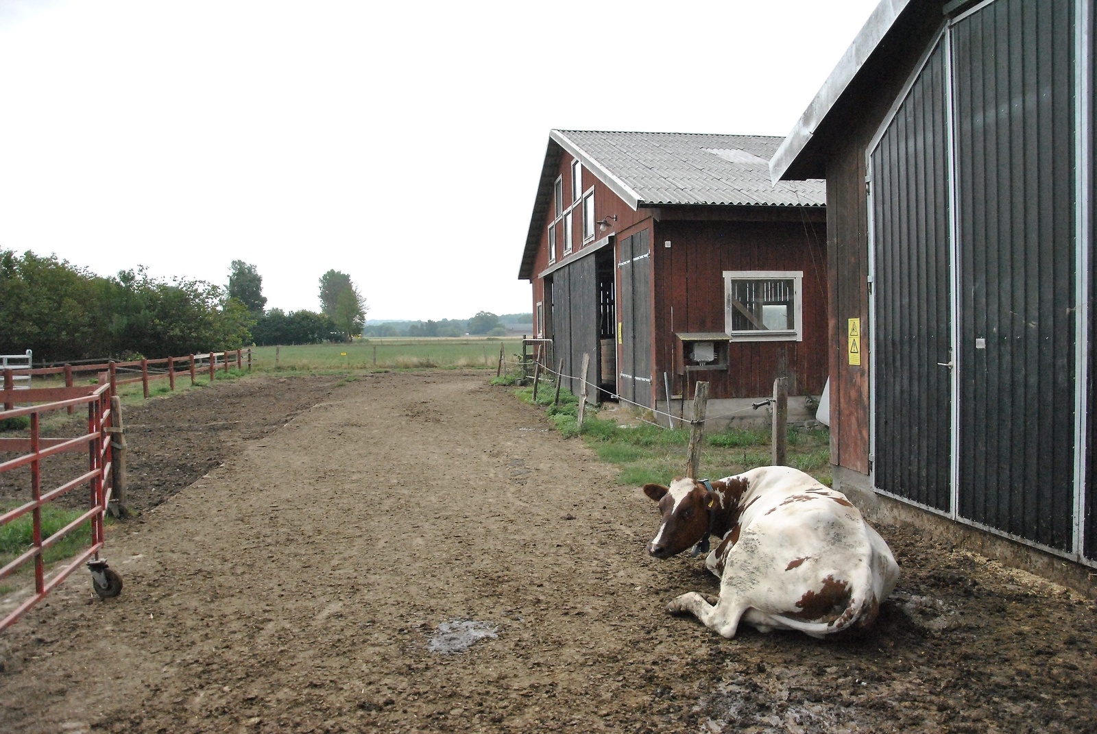 Bara en ko av de 120 mjölkkor som Eskil Carlsson har i stallet ville vara ute. De flesta höll sig inne i stallet.