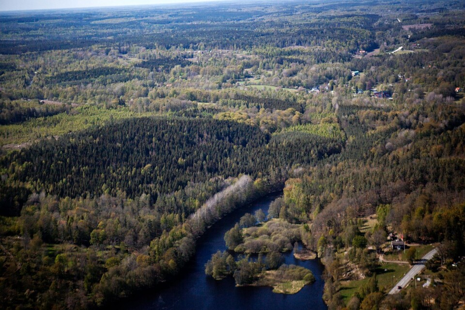 Förråden av biomassa har ökat i de svenska skogarna.